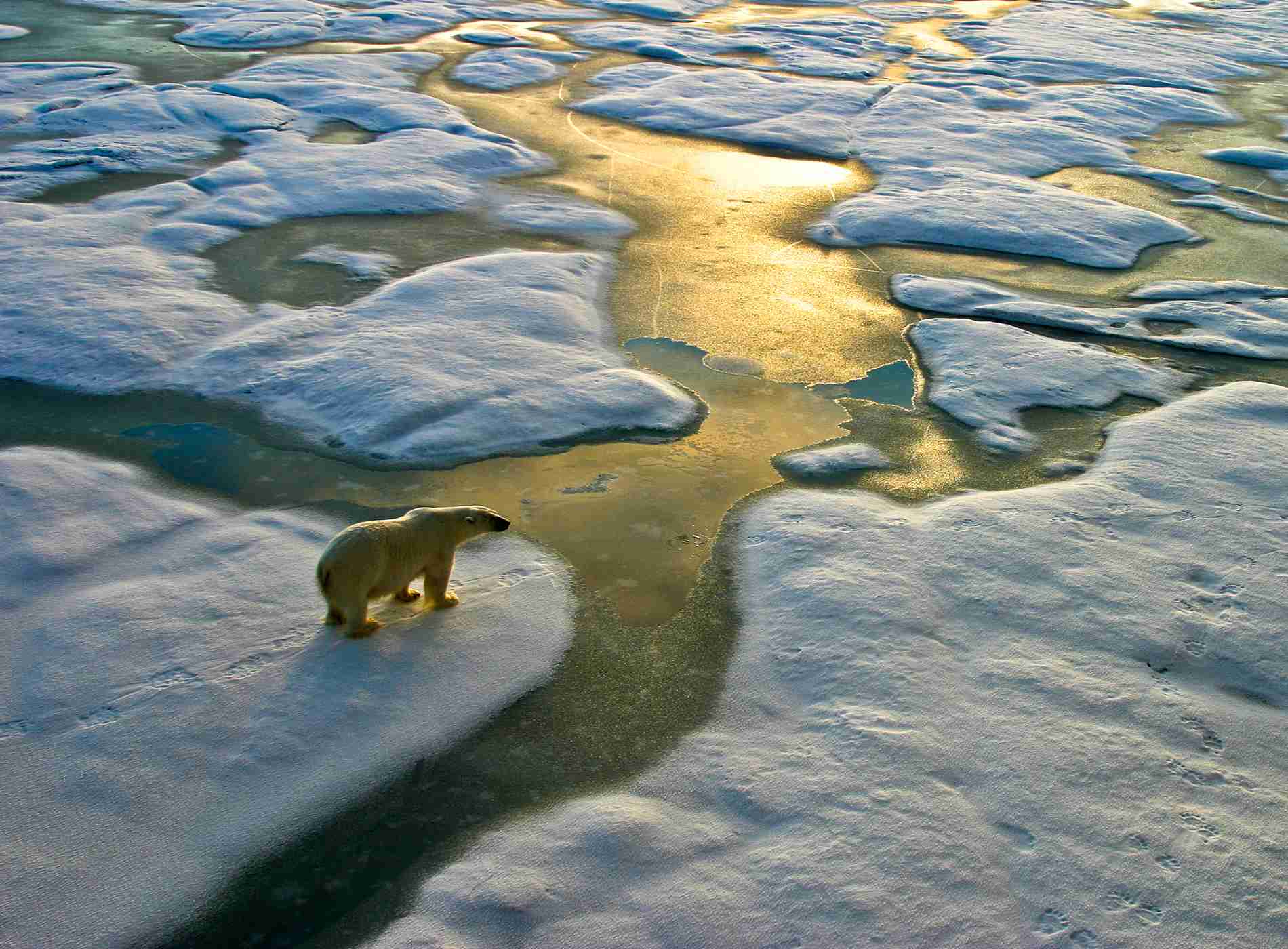 Sepp Friedhuber, Polar Bear, Arctic, Ursus maritimus, Polar region, Predator, arctic animals, endangered animals, Franz Josef Land, russian arctic, globale warming