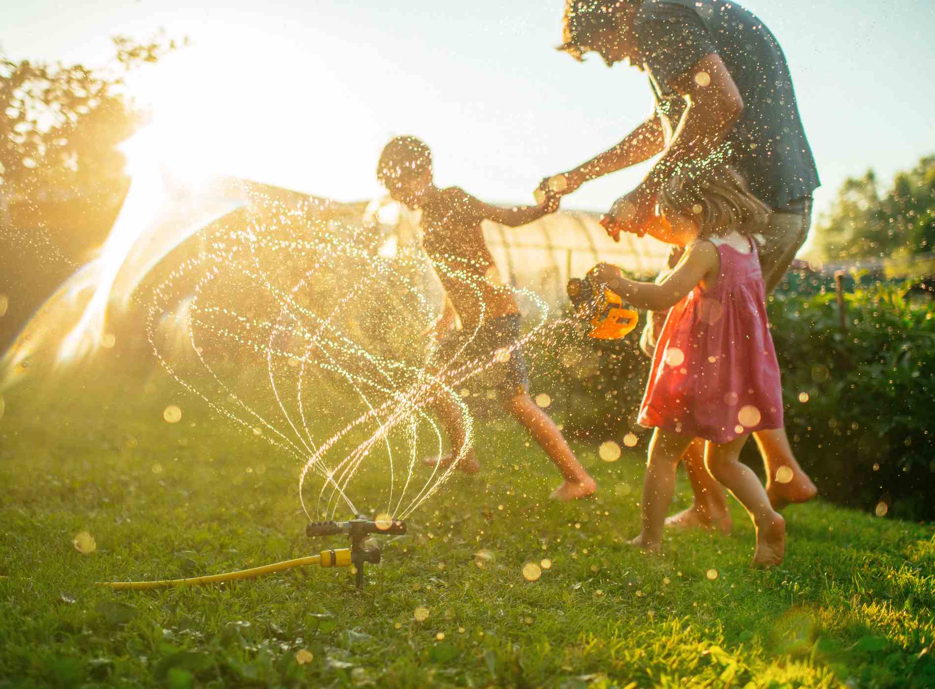 Father with children running through sprinkler at back yard in summer evening in sunset