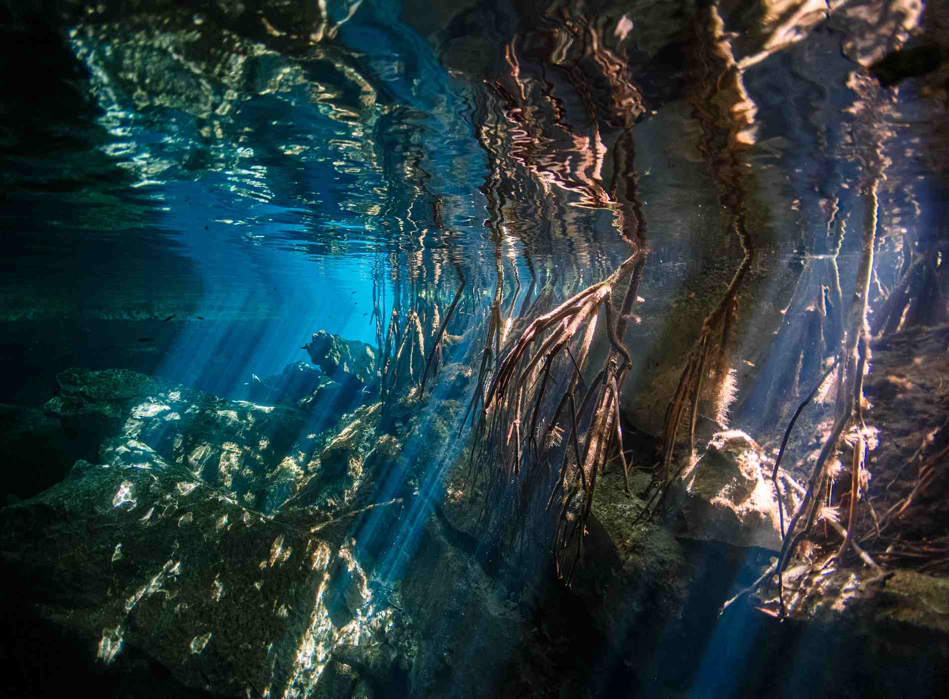 Horizontal Shot of a Red Mangrove landscape in a Mexican Cenote