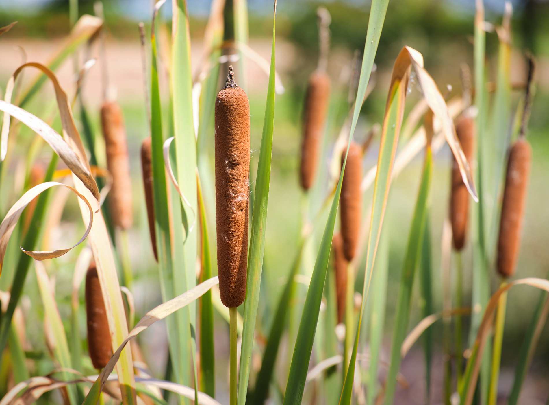 Brown cattail spikes growing wild in wetlands